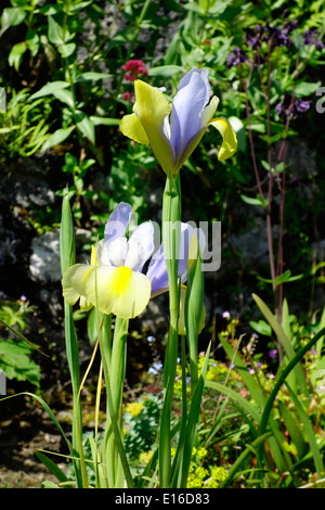 Dutch Irises, Iris hollandica 'Oriental Beauty' in Flower Stock Photo