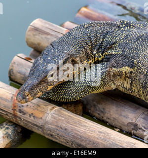 Black water monitor, Varanus salvator komaini Stock Photo - Alamy