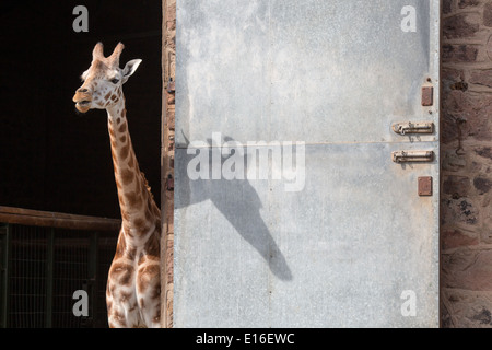 a young Giraffe looks out into the sunshine at Chester Zoo Stock Photo