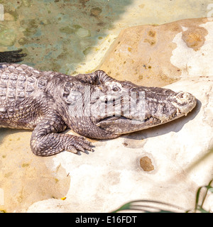 Crocodile in zoo Stock Photo