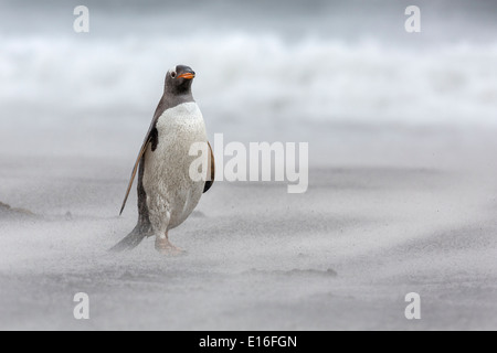 Gentoo Penguin, Pygoscelis papua, walking on shore in a sandstorm