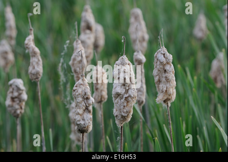 Old seed heads of Bulrush or Cattail (Typha latifolia) stand above newly emerging leaves. Dungeness, Kent, UK. Stock Photo