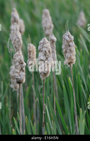 Old seed heads of Bulrush or Cattail (Typha latifolia) stand above newly emerging leaves. Dungeness, Kent, UK. Stock Photo