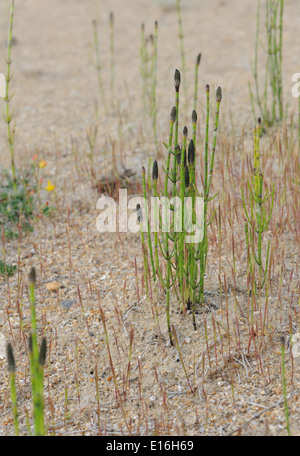 Cone-like, spore-bearing strobili at the tips of shoots of field horsetail, common horsetail or mare's tail (Equisetum arvense) growing in sand Stock Photo