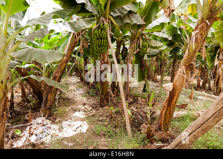 Details of banana trees showing unripe green fruit and inflorescence, growing inside very large polytunnels Stock Photo