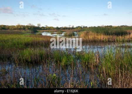 CA02155-00...CALIFORNIA - Wetland area at the Cosumes River Preserve Wildlife Area in the Central Valley. Stock Photo
