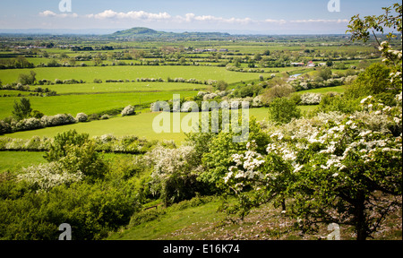 View from Crook Peak over Sedgemoor and the Somerset Levels to Brent Knoll in late spring Stock Photo