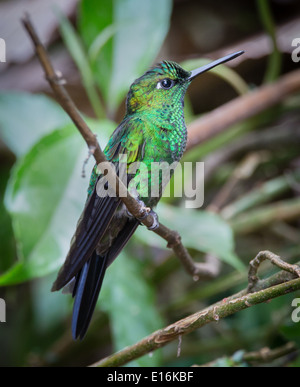 Green Crowned Brilliant Hummingbird Heliodoxa jacula briefly resting - Monteverde Cloud Forest Reserve Costa Rica Stock Photo