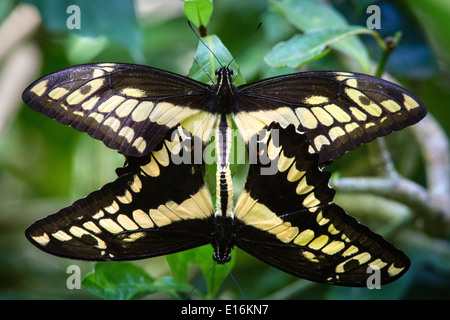 Mating pair of Giant Swallowtail Butterflies Papilio cresphontes Costa Rica Stock Photo