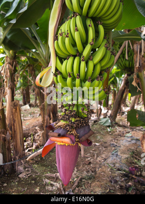 Details of banana trees showing unripe green fruit and inflorescence, growing inside very large polytunnels Stock Photo