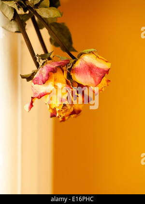 Memory of love. Closeup of dried red yellow roses on orange wall background. Indoor. Stock Photo