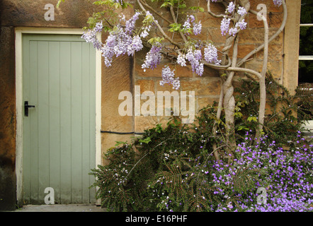 Purple wisteria sinensis climbs over a wooden door at the entrance to an English country home in the Peak District, England,UK Stock Photo