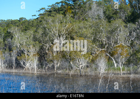 Paperbark Teatrees (Melaleuca quinquenervia) - Lake Boomanjin - Fraser Island - Queensland - Australia Stock Photo