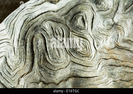 Tree Trunk Details, Fraser Island, Queensland, QLD, Australia Stock Photo