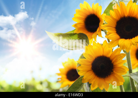 Field of sunflowers in the morning Stock Photo