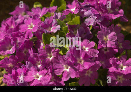 Primula allionii 'Raymond Wooster' Stock Photo