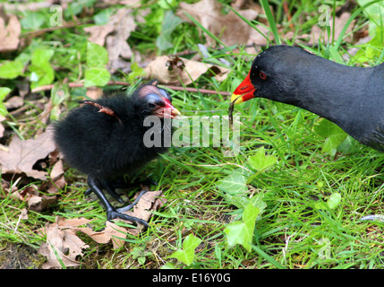 Juvenile Common Moorhen (Gallinula chloropus) being fed by parent bird Stock Photo
