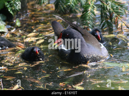 Juvenile Common Moorhen (Gallinula chloropus) swimming with mother Stock Photo