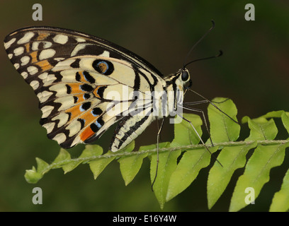 Common Lime Butterfly (Papilio demoleus) a.k.a. Lemon Butterfly, Chequered Swallowtail, Lime Swallowtail, Small Citrus Butterfly Stock Photo