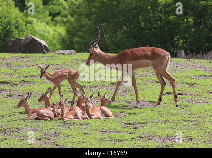 Antlered adult male impala antelope with baby  Impala calves (Aepyceros melampus) Stock Photo