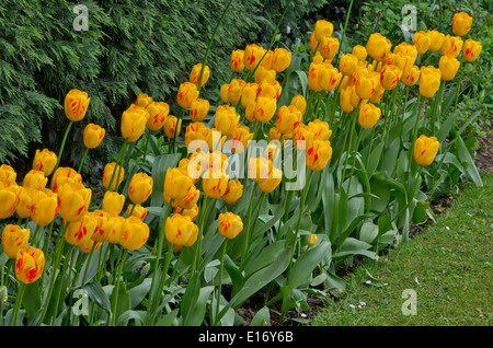 Tulip 'Olympic Flame' Stock Photo - Alamy