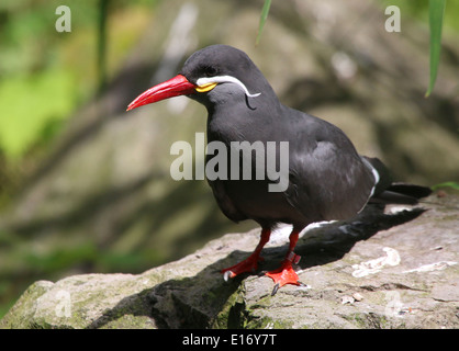 Close-up of  a South-American Inca tern (Larosterna inca) posing on a rock Stock Photo