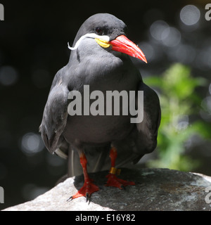 Portrait of  a South-American Inca tern (Larosterna inca) Stock Photo