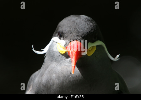 Close-up of the head and bill of a South-American Inca tern (Larosterna inca) Stock Photo
