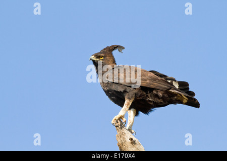 Long Crested Eagle (Lophaetus occipitalis). Photographed in Tanzania Stock Photo