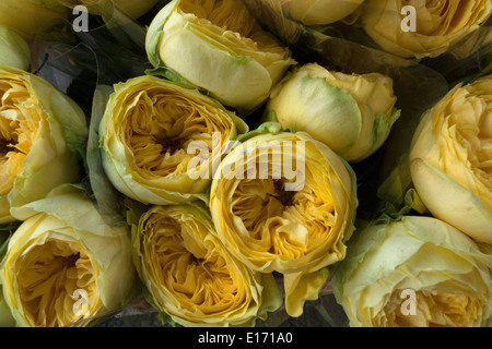Yellow roses Stock Photo