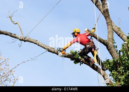 An arborist cutting a tree with a chainsaw Stock Photo