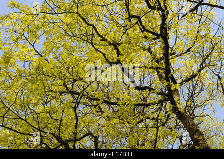 Sessile oak  tree leaves in spring Dinas RSPB Nature Reserve Rhandirmwyn Carmarthenshire Wales Cymru UK GB Stock Photo