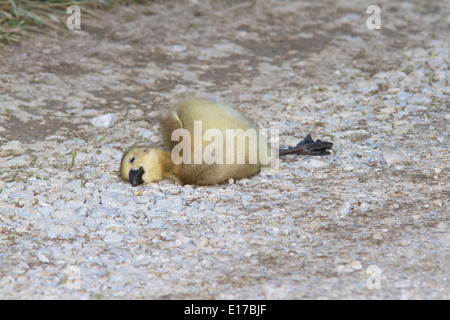 Canada goose gosling (Branta canadensis) dead by the side of the road. Stock Photo