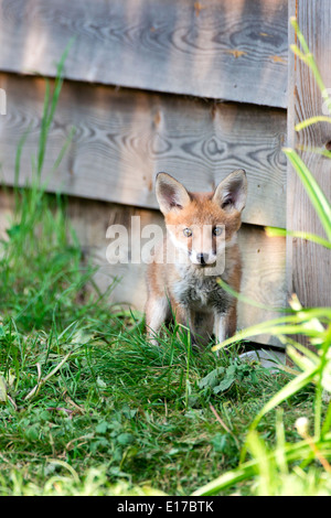 Fox and cub in garden duding summertime with long grass, alert and cuteness overload Stock Photo