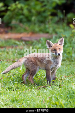 Fox and cub in garden duding summertime with long grass, alert and cuteness overload Stock Photo