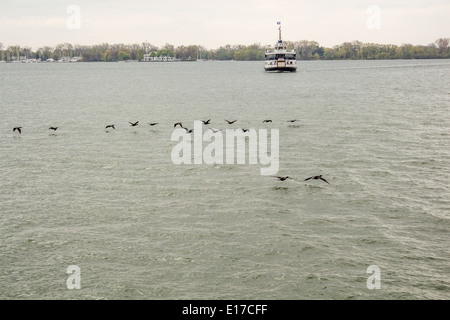 Toronto ferry crossing from Ward's Island to the city of Toronto over Lake Ontario while ducks skim over the water. Stock Photo