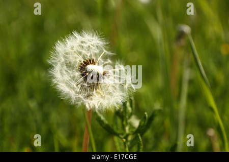 dandelion with flying seeds, close up Stock Photo