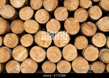 Big wall of stacked wood logs showing natural discoloration, close up Stock Photo