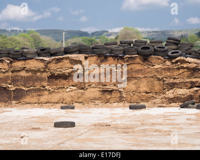 A pile of silage, cut hay and stored under waterproof sheeting secured by old tyres and used for winter feeding of cattle. Stock Photo