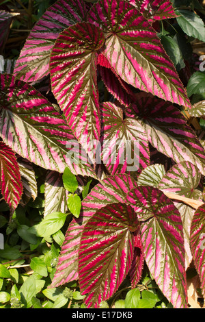 Beautifully Marked Foliage Of The New Guinea Native Begonia Brevirimosa Subsp Exotica Stock Photo Alamy