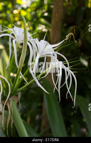 Close up of the flower head of the tropical spider lily, Crinum asiaticum