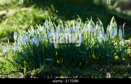 Clump of snowdrops (Galanthus nivalis) Stock Photo