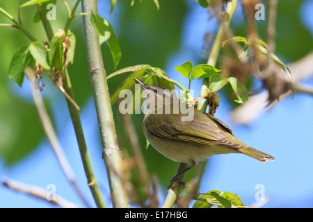 Red-eyed vireo (Vireo olivaceus) on tree branch. Stock Photo