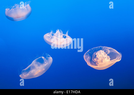 Moon Jellyfish or Moon, Saucer Jelly Aurelia Labiata Pacific Ocean Common Jelly Fish in Monterey Bay Aquarium California USA Stock Photo