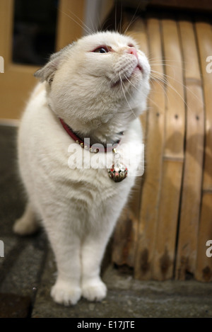 A fat white cat taken while in Tokyo, Japan Stock Photo