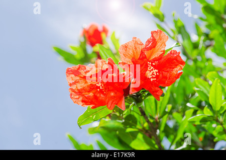 Pomegranate spring blooming branch with backlit red flowers against blue sky Stock Photo