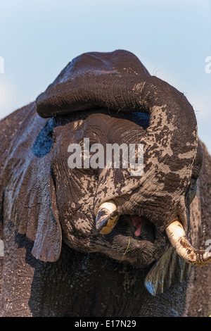 African elephant (Loxodonta africana) young elephant covered in mud.Amboseli National Park.Kenya Stock Photo