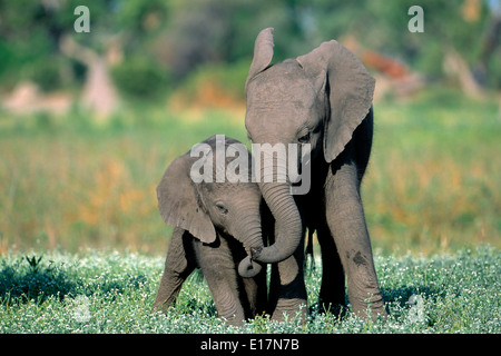 African elephant (Loxodonta africana) Calves playing. Okovango Delta, Botswana Stock Photo