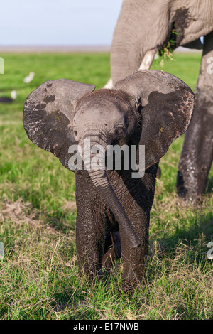 African elephant (Loxodonta africana)young calf covered in mud with mother. Amboseli National Park.Kenya Stock Photo