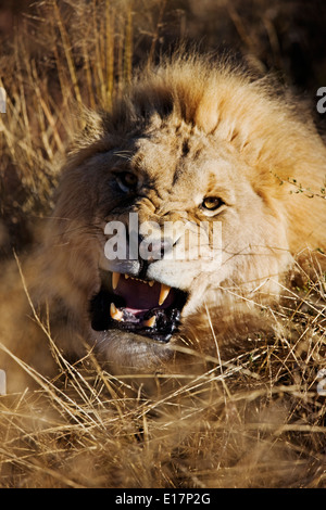 Charging Male Lion (Panthera leo) Namibia. Stock Photo